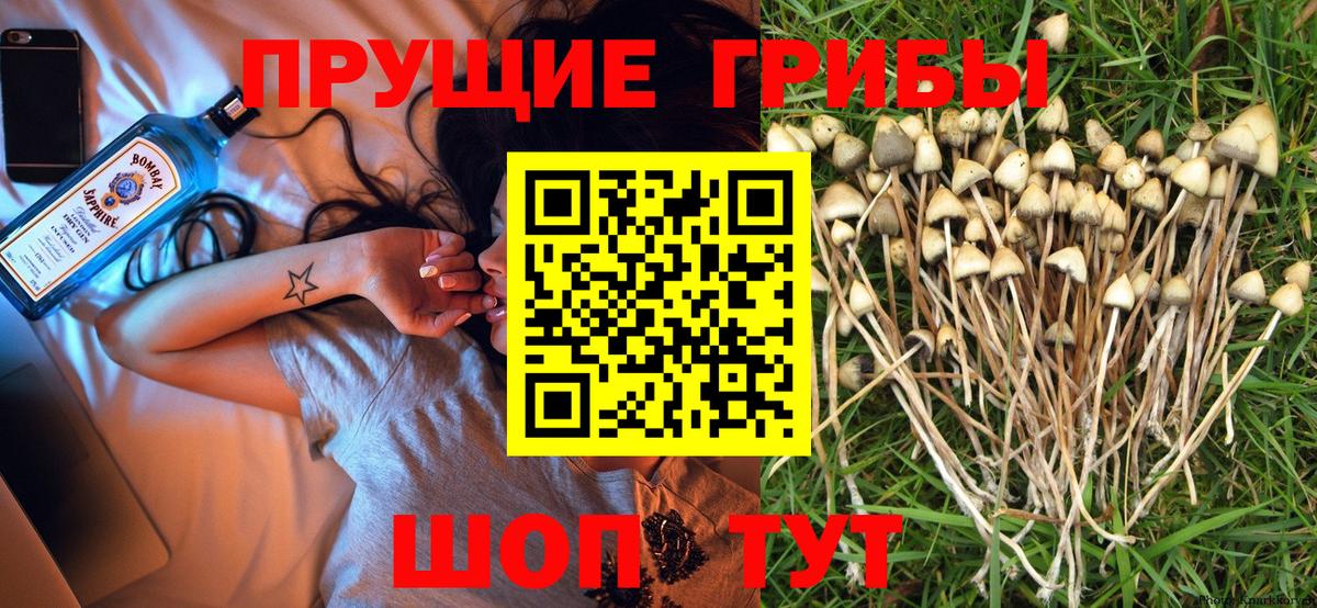 Галлюциногенные грибы ЛСД  Вход с VPN  Елизово  Псилоцибиновые грибы Psilocybe 